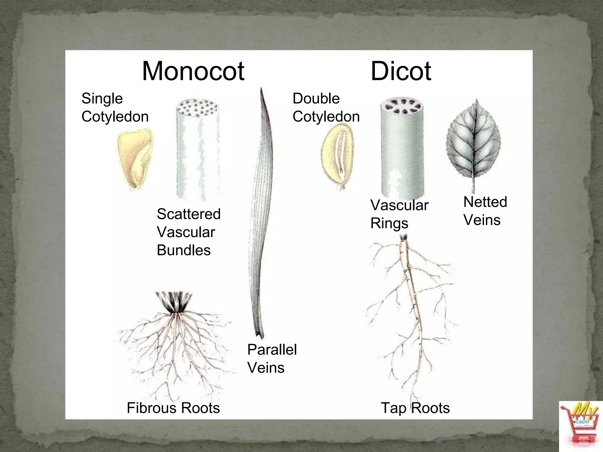 Single Cotyledon Scattered Vascular Bundles Parallel Veins Fibrous Roots Double Cotyledon Vascular Rings Netted Veins Tap Roots Monocot Dicot 