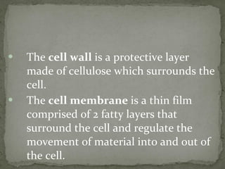 The  cell wall  is a protective layer made of cellulose which surrounds the cell.  The  cell membrane  is a thin film comprised of 2 fatty layers that surround the cell and regulate the movement of material into and out of the cell. 