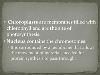 Chloroplasts  are membranes filled with chlorophyll and are the site of photosynthesis. Nucleus  contains the chromosomes. It is surrounded by a membrane that allows the movement of materials needed for protein synthesis to pass through. 