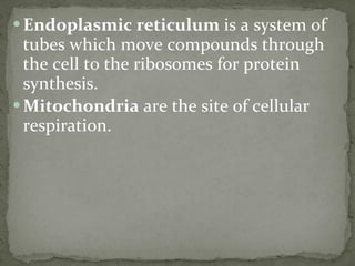 Endoplasmic reticulum  is a system of tubes which move compounds through the cell to the ribosomes for protein synthesis. Mitochondria  are the site of cellular respiration. 