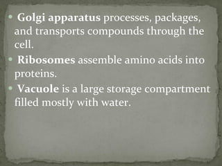 Golgi apparatus  processes, packages, and transports compounds through the cell. Ribosomes  assemble amino acids into proteins. Vacuole  is a large storage compartment filled mostly with water. 