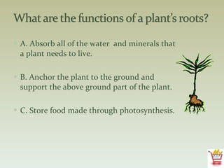 A. Absorb all of the water  and minerals that a plant needs to live. B. Anchor the plant to the ground and support the above ground part of the plant.  C. Store food made through photosynthesis. 