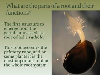 The first structure to emerge from the germinating seed is a root called a  radicle . This root becomes the  primary root , and on some plants it is the most important root in the whole root system. 