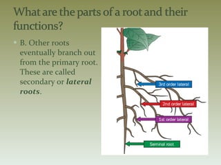 B. Other roots eventually branch out from the primary root. These are called secondary or  lateral roots . 