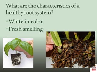 White in color Fresh smelling 