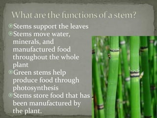 Stems support the leaves Stems move water, minerals, and manufactured food throughout the whole plant Green stems help produce food through photosynthesis Stems store food that has been manufactured by the plant. 