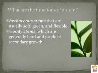 herbaceous stems  that are usually soft, green, and flexible woody stems , which are generally hard and produce secondary growth 