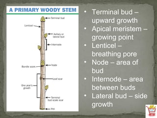 Terminal bud – upward growth Apical meristem – growing point Lenticel – breathing pore Node – area of bud Internode – area between buds Lateral bud – side growth 