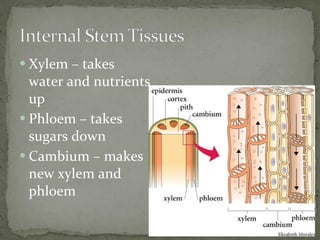 Xylem – takes water and nutrients up Phloem – takes sugars down Cambium – makes new xylem and phloem 