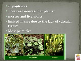 Bryophytes  These are nonvascular plants mosses and liverworts limited in size due to the lack of vascular tissues Most primitive 