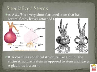A. A  bulb  is a very short flattened stem that has several fleshy leaves attached to it.  B. A  corm  is a spherical structure like a bulb. The entire structure is stem as opposed to stem and leaves. A gladiolus is a corm. 