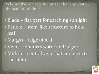 Blade – flat part for catching sunlight Petiole – stem-like structure to hold leaf Margin – edge of leaf Vein – conducts water and sugars Midrib – central vein that connects to the stem 
