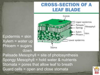Epidermis = skin Xylem = water up Phloem = sugars  down Palisade Mesophyll = site of photosynthesis Spongy Mesophyll = hold water & nutrients Stomata = pores that allow leaf to breath Guard cells = open and close stomata 