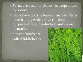 Ferns  are vascular plants that reproduce by spores Ferns have no true leaves.  Instead, ferns have fronds, which have the double purpose of food production and spore formation newest fronds are  called fiddleheads 