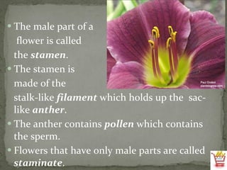 The male part of a   flower is called  the  stamen . The stamen is  made of the  stalk-like  filament  which holds up the  sac-like  anther . The anther contains  pollen  which contains the sperm. Flowers that have only male parts are called  staminate . 
