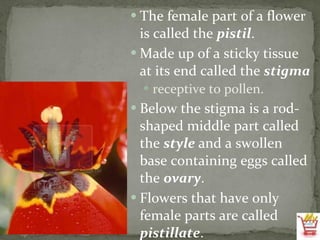 The female part of a flower is called the  pistil . Made up of a sticky tissue at its end called the  stigma receptive to pollen. Below the stigma is a rod-shaped middle part called the  style  and a swollen base containing eggs called the  ovary .  Flowers that have only female parts are called  pistillate . 