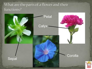 Petal Calyx Corolla Sepal 