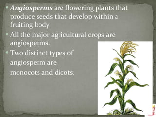 Angiosperms  are flowering plants that produce seeds that develop within a fruiting body All the major agricultural crops are angiosperms.  Two distinct types of  angiosperm are  monocots and dicots.   