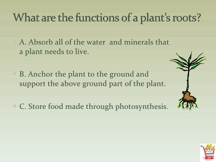 Plant science ppt