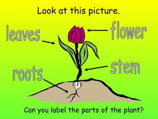 Look at this picture.

Can you label the parts of the plant?

 