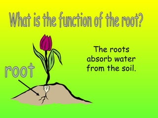 The roots
absorb water
from the soil.

 