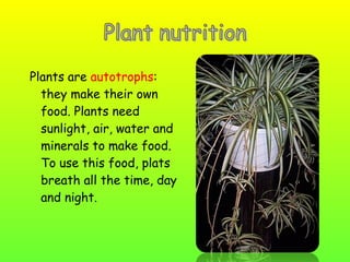 Plants are autotrophs:
they make their own
food. Plants need
sunlight, air, water and
minerals to make food.
To use this food, plats
breath all the time, day
and night.

 