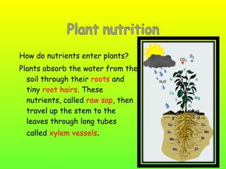 How do nutrients enter plants?
Plants absorb the water from the
soil through their roots and
tiny root hairs. These
nutrients, called raw sap, then
travel up the stem to the
leaves through long tubes
called xylem vessels.

 