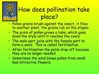 How does pollination take
place?
• Pollen grains brush against the insect, it flies
to another plant, the grains rub on the stigma
• The grain of pollen grows a tube, which goes
down the style until it reaches the ovary
• The male part joins with the female part to
form a seed. This is called fertilisation.
• After fertilisation the petal drop off because
they are no longer needed
• Sometimes the wind blows pollen from small,
less attractive flowers.

 