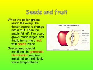 When the pollen grains
reach the ovary, the
flower begins to change
into a fruit. Then the
petals fall off. The ovary
grows much larger, and
finally turns into a fruit
with seeds inside
Seeds need special
conditions to germinate.
Germination requires
moist soil and relatively
warm temperatures

 