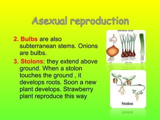 2. Bulbs are also
subterranean stems. Onions
are bulbs.
3. Stolons: they extend above
ground. When a stolon
touches the ground , it
develops roots. Soon a new
plant develops. Strawberry
plant reproduce this way

 