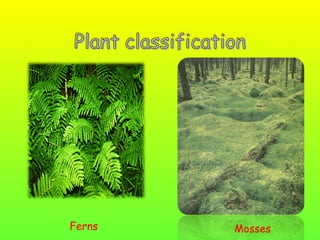 Ferns

Mosses

 