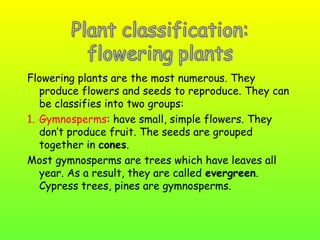 Flowering plants are the most numerous. They
produce flowers and seeds to reproduce. They can
be classifies into two groups:
1. Gymnosperms: have small, simple flowers. They
don’t produce fruit. The seeds are grouped
together in cones.
Most gymnosperms are trees which have leaves all
year. As a result, they are called evergreen.
Cypress trees, pines are gymnosperms.

 