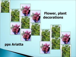Flower, plant decorations pps Ariatta 