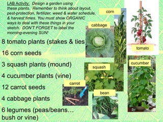 LAB Activity: Design a garden using
 these plants. Remember to think about layout,
 pest-protection, fertilizer, weed & water schedule,    corn
 & harvest times. You must show ORGANIC
 ways to deal with these things in your
                                                 cabbage
 sketch. DON’T FORGET to label the
 morning-evening SUN!

8 tomato plants (stakes & ties)
                                                                 tomato
16 corn seeds
                                                               cucumber
3 squash plants (mound)                         squash

4 cucumber plants (vine)
                                   carrot
12 carrot seeds
                                                    bean
4 cabbage plants
6 legumes (peas/beans…
bush or vine)
 