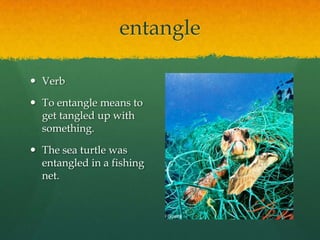 entangle
 Verb
 To entangle means to
get tangled up with
something.
 The sea turtle was
entangled in a fishing
net.

 