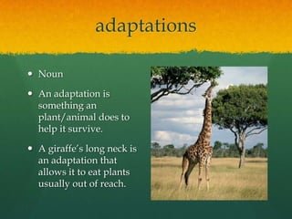 adaptations
 Noun
 An adaptation is
something an
plant/animal does to
help it survive.
 A giraffe’s long neck is
an adaptation that
allows it to eat plants
usually out of reach.

 