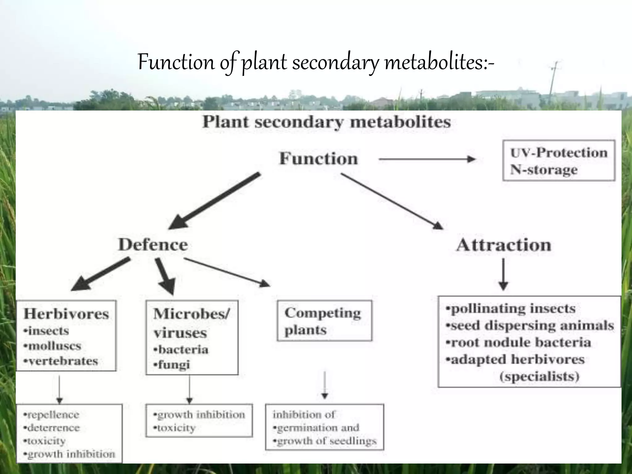 Plant secondary metabolites | PPTX