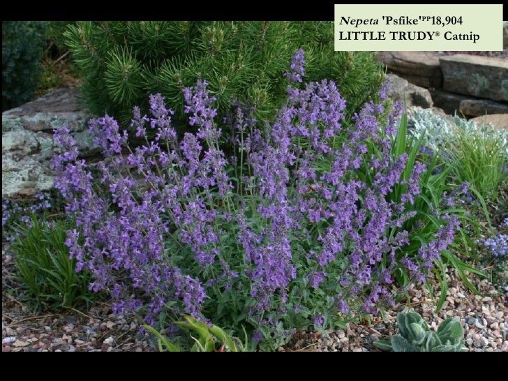 The Easiest to Grow, Longest Blooming Durable Plants for the Western