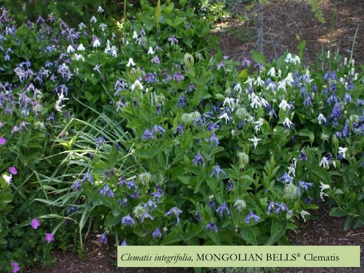 The Easiest to Grow, Longest Blooming Durable Plants for the Western