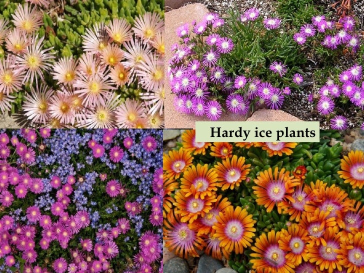 Plant Select Durable Long Blooming Plants Plant Select Durable Long Blooming Plants