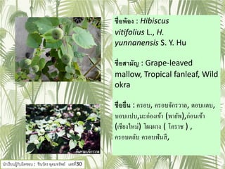 ชื่อพ้อง : Hibiscus
vitifolius L., H.
yunnanensis S. Y. Hu
ชื่อสามัญ : Grape-leaved
mallow, Tropical fanleaf, Wild
okra
ชื่ออื่น : ครอบ, ครอบจักรวาล, ตอบแตบ,
บอบแปบ,มะก่องเข้า (พายัพ),ก่อนเข้า
(เชียงใหม่) โผงผาง ( โคราช ) ,
ครอบตลับ ครอบฟันสี,
นักเรียนผู้รับผิดชอบ : ชินวัตร อุดมทรัพย์ เลขที่30
 