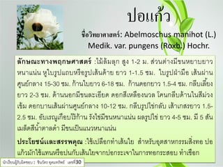 ปอแก้ว
ชื่อวิทยาศาสตร์: Abelmoschus manihot (L.)
Medik. var. pungens (Roxb.) Hochr.
ลักษณะทางพฤกษศาสตร์ :ไม้ล้มลุก สูง 1-2 ม. ส่วนต่างมีขนหยาบยาว
หนาแน่น หูใบรูปแถบหรือรูปเส้นด้าย ยาว 1-1.5 ซม. ใบรูปฝ่ามือ เส้นผ่าน
ศูนย์กลาง 15-30 ซม. ก้านใบยาว 6-18 ซม. ก้านดอกยาว 1.5-4 ซม. กลีบเลี้ยง
ยาว 2-3 ซม. ด้านนอกมีขนละเอียด ดอกสีเหลืองนวล โคนกลีบด้านในสีม่วง
เข้ม ดอกบานเส้นผ่านศูนย์กลาง 10-12 ซม. กลีบรูปไข่กลับ เส้าเกสรยาว 1.5-
2.5 ซม. อับเรณูเกือบไร้ก้าน รังไข่มีขนหนาแน่น ผลรูปไข่ ยาว 4-5 ซม. มี 5 สัน
เมล็ดสีนํ้าตาลดํา มีขนเป็นแนวหนาแน่น
ประโยชน์เเละสรรพคุณ :ใช้เปลือกทําเส้นใย สําหรับอุตสาหกรรมสิ่งทอ ปอ
แก้วมักใช้แทนหรือปนกับเส้นใยจากปอกระเจาในการทอกระสอบ ทําเชือก
นักเรียนผู้รับผิดชอบ : ชินวัตร อุดมทรัพย์ เลขที่30
 