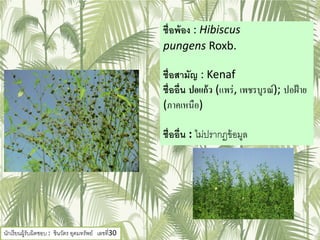 ชื่อพ้อง : Hibiscus
pungens Roxb.
ชื่อสามัญ : Kenaf
ชื่ออื่น ปอแก้ว (แพร่, เพชรบูรณ์); ปอฝ้าย
(ภาคเหนือ)
ชื่ออื่น : ไม่ปรากฏข้อมูล
นักเรียนผู้รับผิดชอบ : ชินวัตร อุดมทรัพย์ เลขที่30
 