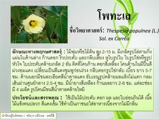 โพทะเล
ชื่อวิทยาศาสตร์: Thespesia populnea (L.)
Sol. ex Corrêa
ลักษณะทางพฤกษศาสตร์ : ไม้พุ่มหรือไม้ต้น สูง 2-15 ม. มีเกล็ดรูปโล่ตามกิ่ง
แผ่นใบด้านล่าง ก้านดอก ริ้วประดับ และกลีบเลี้ยง หูใบรูปใบ ใบรูปไข่หรือรูป
หัวใจ ใบประดับคล้ายเกล็ด 2 อัน ติดที่โคนก้าน ดอกสีเหลือง โคนด้านในมีปื้นสี
ม่วงอมแดง เปลี่ยนเป็นสีแดงชมพูก่อนร่วง กลีบดอกรูปไข่กลับ เบี้ยว ยาว 5-7
ซม. ด้านนอกมีขนละเอียดสีนํ้าตาลแดง อับเรณูรูปคล้ายผลแห้งไม่แตก กลม
เส้นผ่านศูนย์กลาง 2.5-4 ซม. มีนํ้ายางสีเหลือง ก้านผลยาว 2-8 ซม. แต่ละช่อง
มี 4 เมล็ด รูปโคนมีขนสีนํ้าตาลคล้ายไหม้
ประโยชน์เเละสรรพคุณ : ใช้เป็นไม้ประดับ ดอก ผล และใบอ่อนกินได้ เนื้อ
ไม้แข็งทนปลวก สีแดงเข้ม ใช้ทําเป็นภาชนะใส่อาหารเนื่องจากไม่มีกลิ่น
นักเรียนผู้รับผิดชอบ : ชนินาถ ผลิโกมล เลขที่3
 
