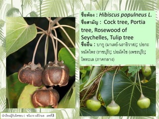 ชื่อพ้อง : Hibiscus populneus L.
ชื่อสามัญ : Cock tree, Portia
tree, Rosewood of
Seychelles, Tulip tree
ชื่ออื่น : บากู (มาเลย์-นราธิวาส); ปอกะ
หมัดไพร (ราชบุรี); ปอมัดไซ (เพชรบุรี);
โพทะเล (ภาคกลาง)
นักเรียนผู้รับผิดชอบ : ชนินาถ ผลิโกมล เลขที่3
 