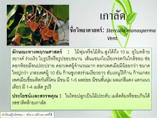 เกาลัด
ชื่อวิทยาศาสตร์: Sterculia monosperma
Vent.
ลักษณะทางพฤกษศาสตร์ : ไม้พุ่มหรือไม้ต้น สูงได้ถึง 10 ม. หูใบคล้าย
รยางค์ ร่วงเร็ว ใบรูปรีหรือรูปขอบขนาน เส้นแขนงใบเรียงจรดกันใกล้ขอบ ช่อ
ดอกห้อยมีขนประปราย ดอกเพศผู้จํานวนมาก ดอกเพศเมียมีน้อยกว่า ขนาด
ใหญ่กว่า เกสรเพศผู้ 10 อัน ก้านชูเกสรร่วมเรียวยาว อับเรณูไร้ก้าน ก้านเกสร
เพศเมียเชื่อมติดกันที่โคน มีขน มี 1-5 ผลย่อย มีขนสั้นนุ่ม ผลแก่สีแดง แตกแนว
เดียว มี 1-4 เมล็ด รูปรี
ประโยชน์เเละสรรพคุณ : ในไทยปลูกเป็นไม้ประดับ เมล็ดต้มหรืออบกินได้
รสชาติคล้ายเกาลัด
นักเรียนผู้รับผิดชอบ : ชนินาถ ผลิโกมล เลขที่3
 