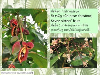 ชื่อพ้อง : ไม่ปรากฏข้อมูล
ชื่อสามัญ : Chinese chestnut,
Seven sisters’ fruit
ชื่ออื่น : เกาลัด (กรุงเทพฯ); เท็งท้อ
(ภาษาจีน); หงอนไก่ใบใหญ่ (ภาคใต้)
นักเรียนผู้รับผิดชอบ : ชนินาถ ผลิโกมล เลขที่3
 