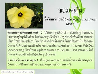 ชะมดต้น
ชื่อวิทยาศาสตร์: Abelmoschus moschatus
Medik.
ลักษณะทางพฤกษศาสตร์ : ไม้ล้มลุก สูงได้ถึง 2 ม. ส่วนต่างๆ มีขนหยาบ
กระจาย หูใบรูปเส้นด้าย ใบส่วนมากรูปฝ่ามือ 3-7 พู ขอบจักฟันเลื่อย ดอกออก
เดี่ยว ริ้วประดับรูปแถบ โค้งเข้า ดอกสีเหลืองนวล โคนกลีบด้านในสีม่วงอม
นํ้าตาลทั้งด้านนอกและด้านใน ดอกบานเส้นผ่านศูนย์กลาง 7-12 ซม. รังไข่มีขน
หนาแน่น ผลรูปไข่หรือแกมรูปขอบขนาน ยาว 5-6 ซม. ปลายแหลม เมล็ดสี
นํ้าตาลดํา รูปคล้ายไต มีปุ่มเล็ก ๆ เป็นร่างแห
ประโยชน์เเละสรรพคุณ : ใช้ในอุตสาหกรรมการผลิตนํ้าหอม มีสรรพคุณขับ
ปัสสาวะ แก้ไข้ ลดการอักเสบ และควบคุมฮอร์โมนเพศหญิง
นักเรียนผู้รับผิดชอบ : ชนินาถ ผลิโกมล เลขที่3
 