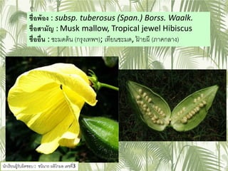 ชื่อพ้อง : subsp. tuberosus (Span.) Borss. Waalk.
ชื่อสามัญ : Musk mallow, Tropical jewel Hibiscus
ชื่ออื่น : ชะมดต้น (กรุงเทพฯ); เทียนชะมด, ฝ้ ายผี (ภาคกลาง)
นักเรียนผู้รับผิดชอบ : ชนินาถ ผลิโกมล เลขที่3
 