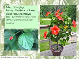 ชื่อพ้อง : ไม่ปรากฏข้อมูล
ชื่อสามัญ : Checkered Hibiscus,
China rose, Shoe flower
ชื่ออื่น : ชบา (ภาคกลาง); ชบาขาว, ชุมบา
(ปัตตานี); บา (ภาคใต้); ใหม่, ใหม่แดง
(ภาคเหนือ)
นักเรียนผู้รับผิดชอบ : ณภัทร อัฑฒ์สุขิตกุล เลขที่31
 